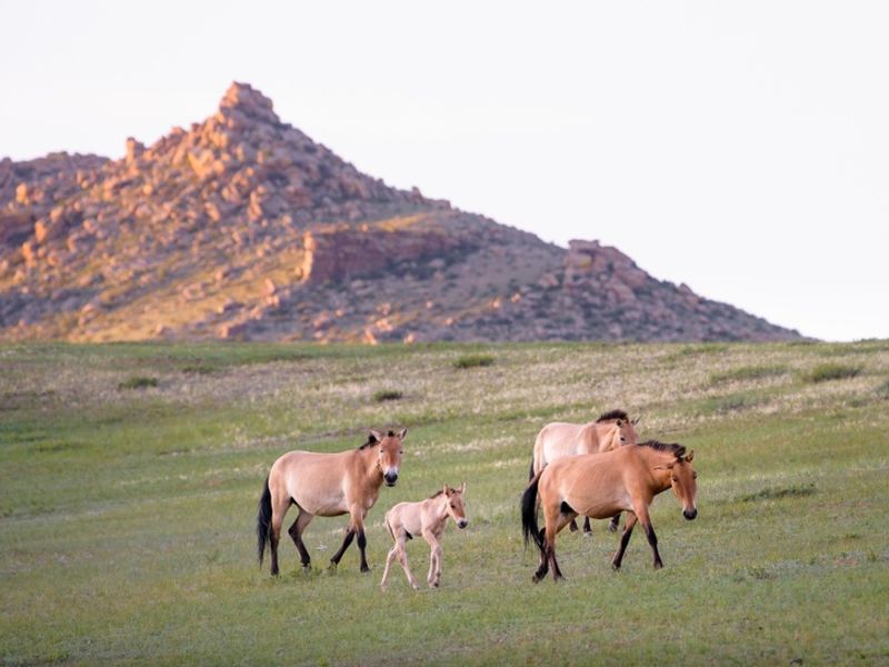 Mongolia_Hustai National Park_Przewalski's Horse_shutterstock_1138166075