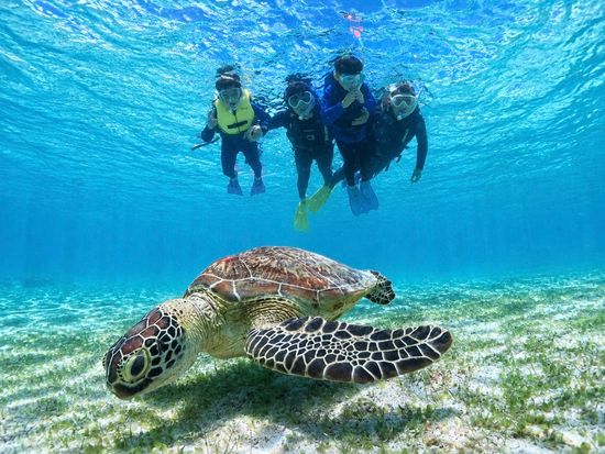 宮古島【夏休みセール】ウミガメシュノーケル｜手ぶら！当日予約！写真・動画データ無料プレゼント《ファミリー・学生・カップル大人気》の写真4