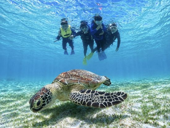 宮古島【夏休みセール】ウミガメシュノーケル｜手ぶら！当日予約！写真・動画データ無料プレゼント《ファミリー・学生・カップル大人気》