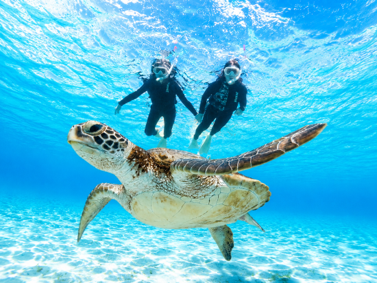 宮古島【夏休みセール】ウミガメシュノーケル｜手ぶら！当日予約！写真・動画データ無料プレゼント《ファミリー・学生・カップル大人気》