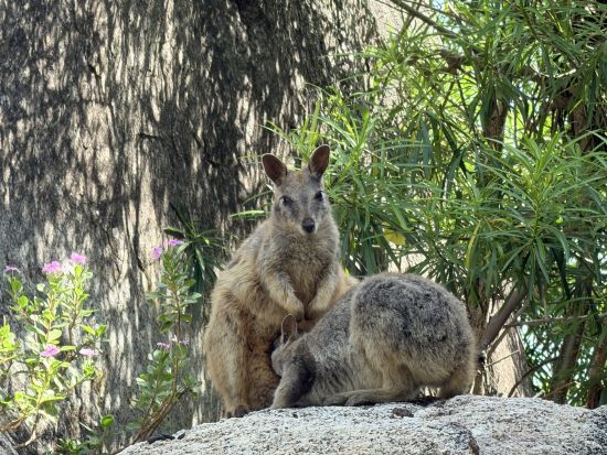 アサートン高原＆星空ツアー　ロックワラビー餌付けや野生動物の観察も楽しめる！ ＜日本語ガイド／ケアンズ発着＞