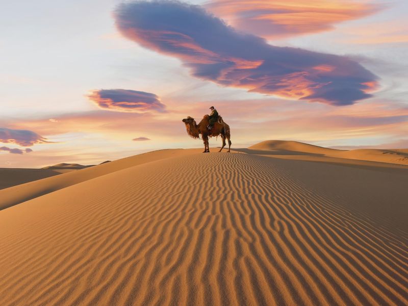 Mongolia_Gobi Desert_Camel_AdobeStock_433817228