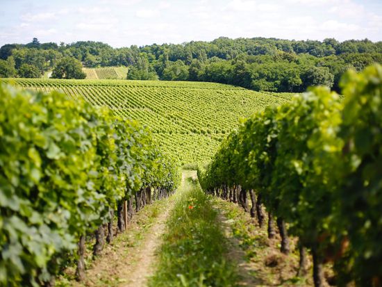 France_Bordeaux_Vineyards_Rolling_Hill_Winery_shutterstock_456696691