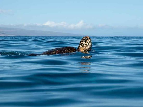 seamaui_turtle