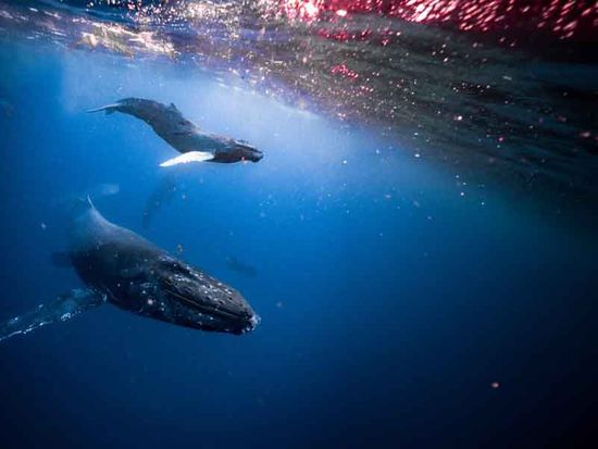 seamaui_whale