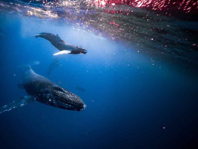 seamaui_whale