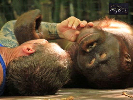 ロンボク・ワイルドライフパーク 「オランウータン・インタラクション」　事前予約サービス