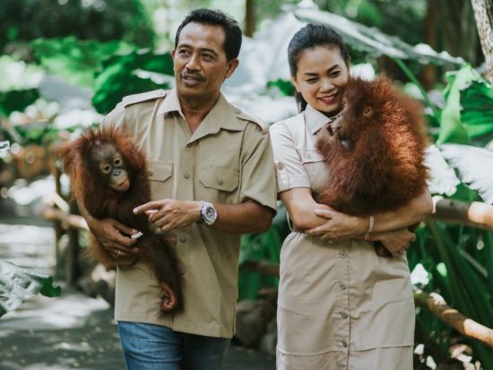 ロンボク・ワイルドライフパーク 「オランウータン・インタラクション」　事前予約サービス