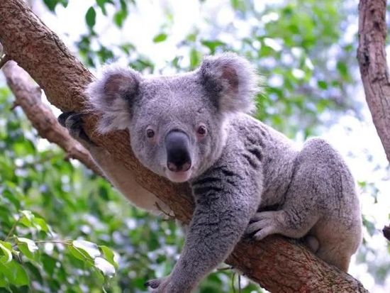 KOALA-2