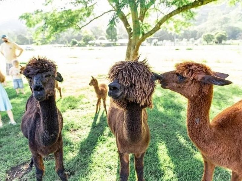 Alpaca