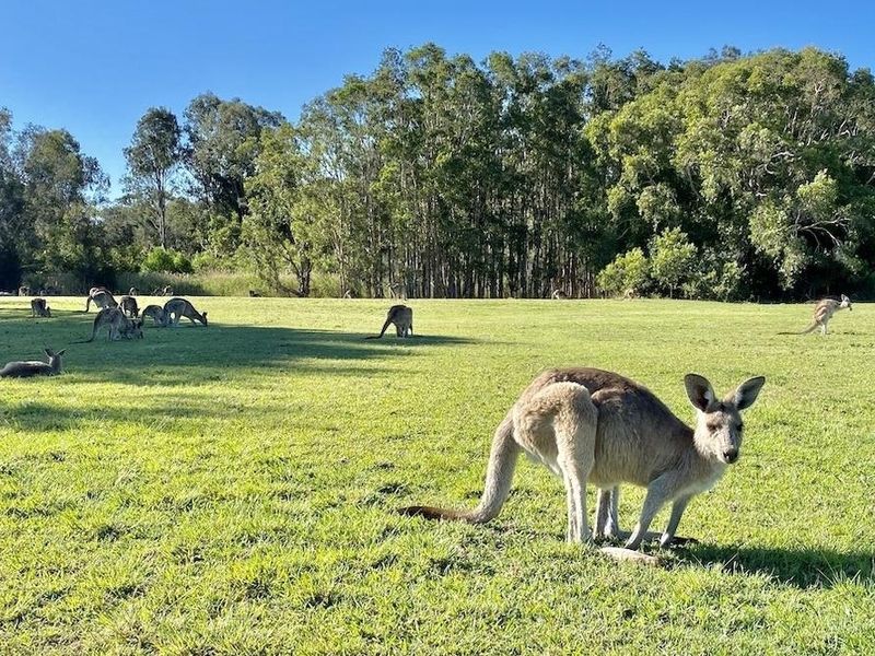 Kangaroo