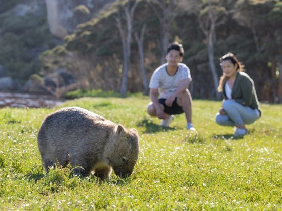 ウィルソンズ・プロモントリー国立公園1日ツアー　絶景展望台＆2.5時間のクルーズで大自然を満喫！＜英語ガイド／日本語オーディオガイド＞
