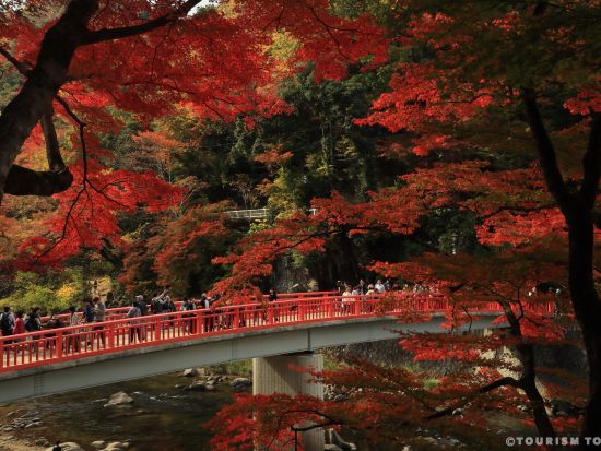 四季桜・香嵐渓 紅葉巡りツアー 選べるコース：虎渓山永保寺 または 蒲郡オレンジパーク＆近江牛すき焼きランチ　名古屋発着　1名様からツアー催行