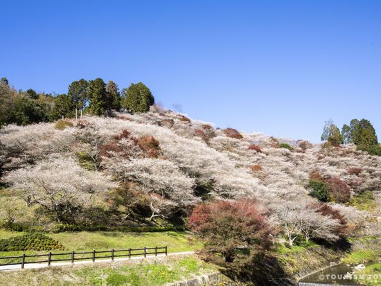 四季桜_01