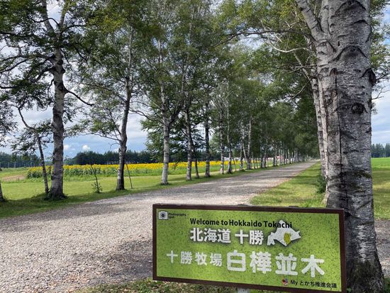 白樺並木_IMG_1473_350