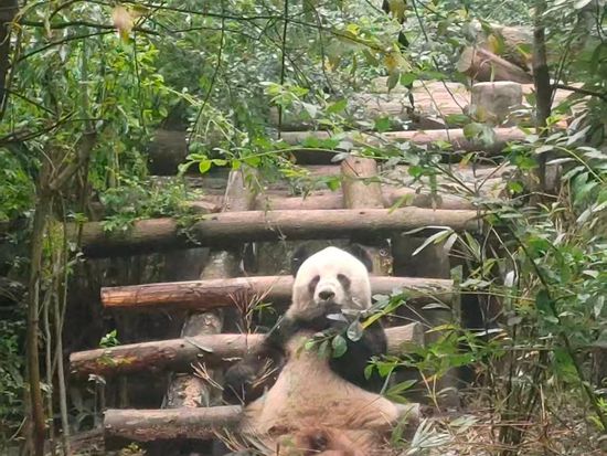 上海动物园熊猫馆室外1