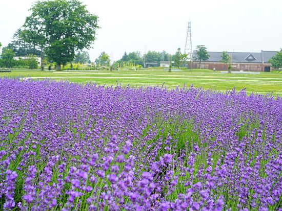 新千歳空港発⇔札幌 往復送迎　往路は道と川の駅 花ロードえにわ立寄り観光付き！＜7～3月／復路別日＞