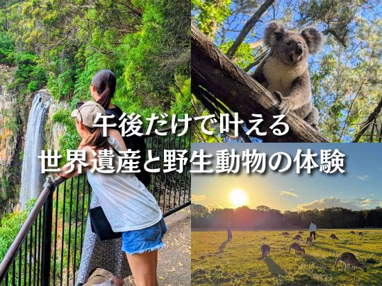 世界遺産スプリングブルック国立公園＆野生動物探検ツアー　野生のコアラやカンガルー観察と絶景を満喫！＜午後／日本語ドライバーガイド／ゴールドコースト発＞