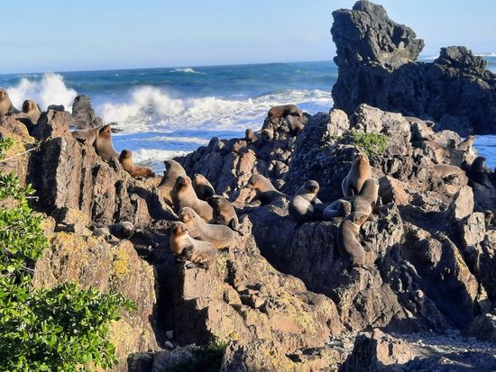 W&WCT feature image (sea colony)