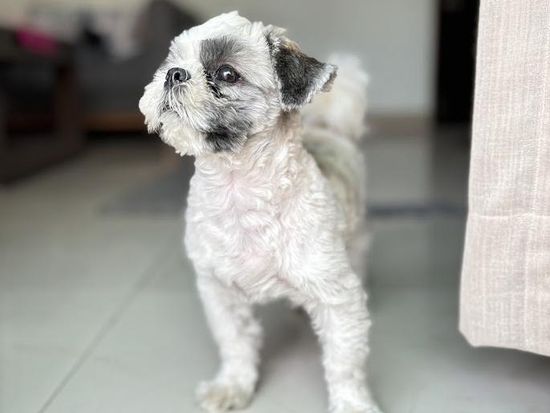 ホームステイ飼い犬シーズー
