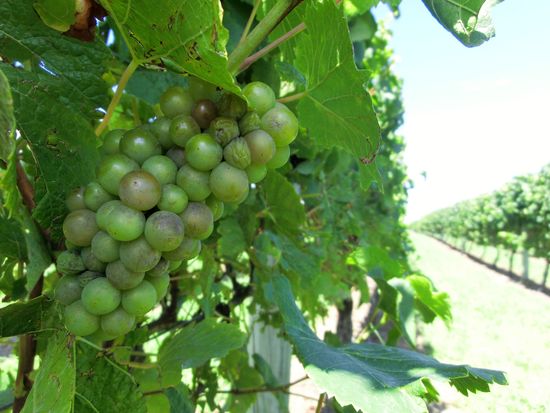 wine_05