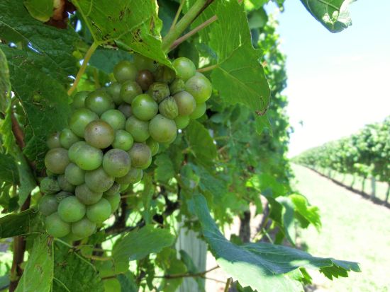 西オークランド ワイナリー巡りツアー　クメウ地方の人気ワイナリー3軒で試飲＆コースランチ満喫＜日本語ガイド／オークランド発＞