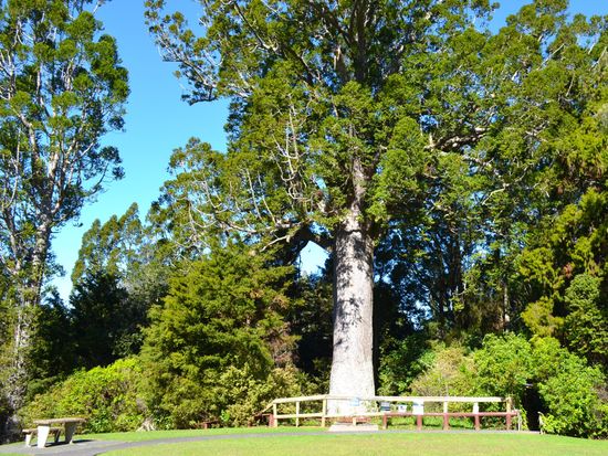 matakana_17
