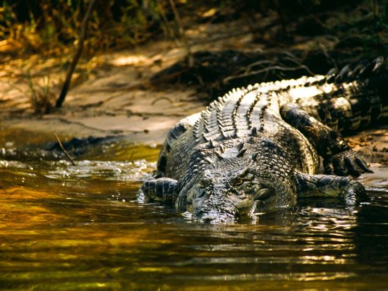 kct-guluyambi-croc-7