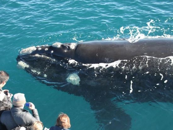 オーガスタホエールウォッチングエコツアー　西オーストラリアで豪華カタマランに乗ってクジラを鑑賞！ ＜6月～8月／英語ガイド／現地集合解散＞