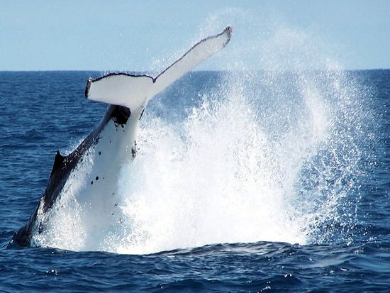 Humpback Whales - Tail Slaps 005