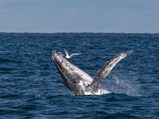 オーガスタホエールウォッチングエコツアー　西オーストラリアで豪華カタマランに乗ってクジラを鑑賞！ ＜6月～8月／英語ガイド／現地集合解散＞