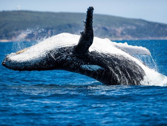 ダンズボローホエールウォッチングエコツアー　西オーストラリアの穏やかな湾でクジラの親子を鑑賞！ ＜8月～11月／英語ガイド／現地集合解散＞