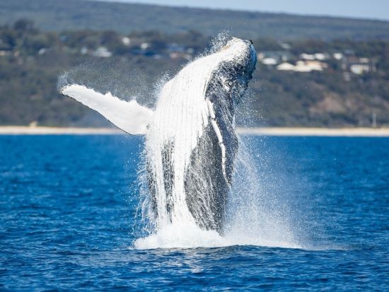 ダンズボローホエールウォッチングエコツアー　西オーストラリアの穏やかな湾でクジラの親子を鑑賞！ ＜8月～11月／英語ガイド／現地集合解散＞