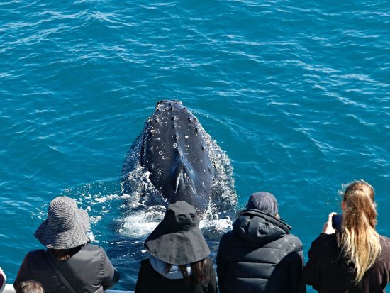 ダンズボローホエールウォッチングエコツアー　西オーストラリアの穏やかな湾でクジラの親子を鑑賞！ ＜8月～11月／英語ガイド／現地集合解散＞