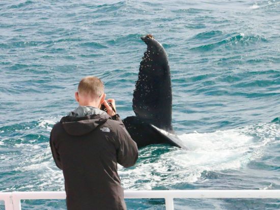 ダンズボローホエールウォッチングエコツアー　西オーストラリアの穏やかな湾でクジラの親子を鑑賞！ ＜8月～11月／英語ガイド／現地集合解散＞