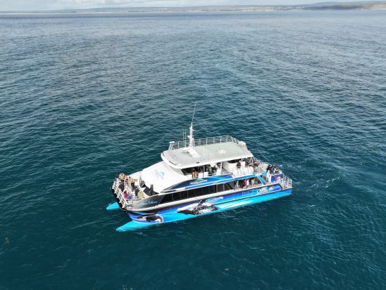 ダンズボローホエールウォッチングエコツアー　西オーストラリアの穏やかな湾でクジラの親子を鑑賞！ ＜8月～11月／英語ガイド／現地集合解散＞