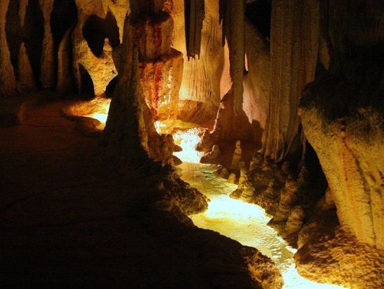 Glow-worms-Gold-Coast-1