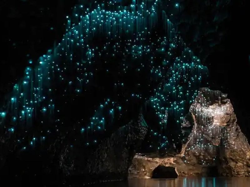 Glow-worms-Gold-Coast1.png
