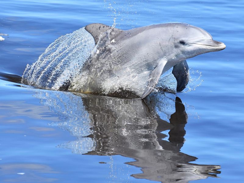 Giant & Dolphin Sightseeing Cruise (3)