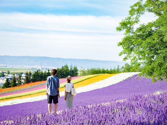 札幌発 富良野・美瑛 日帰りバスツアー ファーム富田＋青い池＋白ひげの滝＜7月／1名から催行／札幌発着＞by 四季の旅
