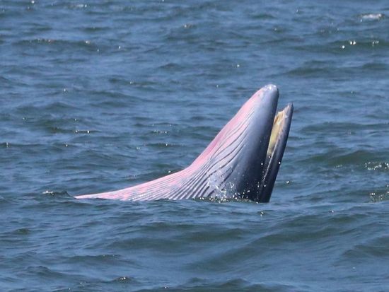 【8月26日限定】ホエールウォッチングクルーズツアー　エアコン完備のクルーズ船で野生のクジラを鑑賞！ ＜朝食＆ビュッフェランチ付き／バンコク発着＞の写真2