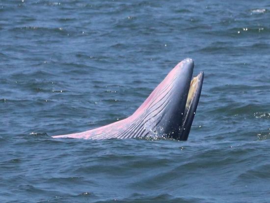 【8月26日限定】ホエールウォッチングクルーズツアー　エアコン完備のクルーズ船で野生のクジラを鑑賞！ ＜朝食＆ビュッフェランチ付き／バンコク発着＞