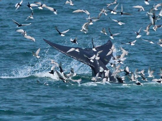 【8月26日限定】ホエールウォッチングクルーズツアー　エアコン完備のクルーズ船で野生のクジラを鑑賞！ ＜朝食＆ビュッフェランチ付き／バンコク発着＞