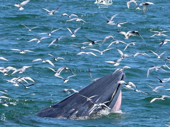 【8月26日限定】ホエールウォッチングクルーズツアー　エアコン完備のクルーズ船で野生のクジラを鑑賞！ ＜朝食＆ビュッフェランチ付き／バンコク発着＞の写真4