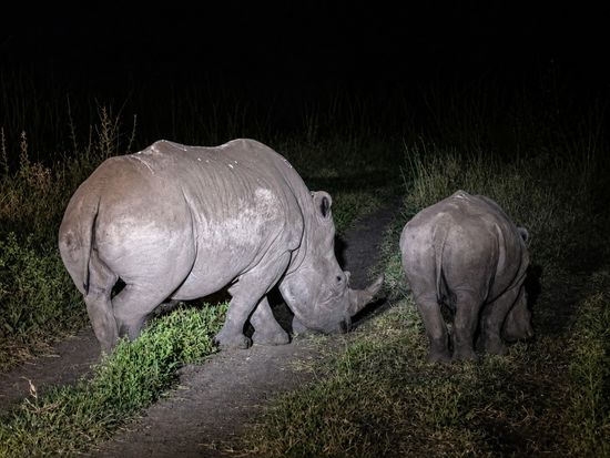 7. Rhino - Night game drive at NNP