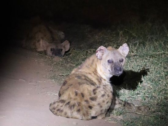 6. Hyena - Night game drive at NNP