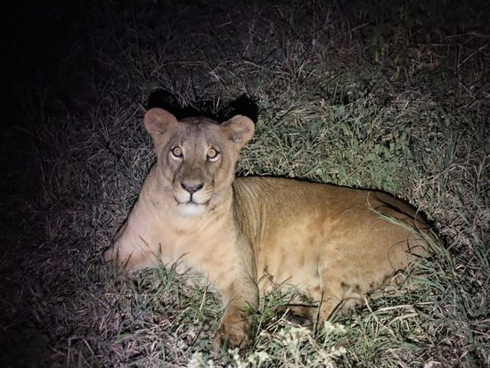 4. Female lion - Night game drive at NNP
