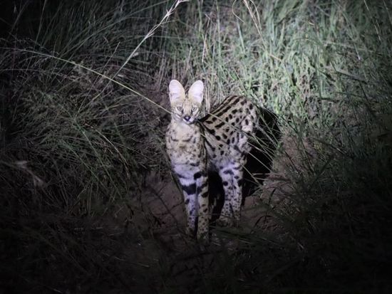 5. Serval - Night game drive at NNP