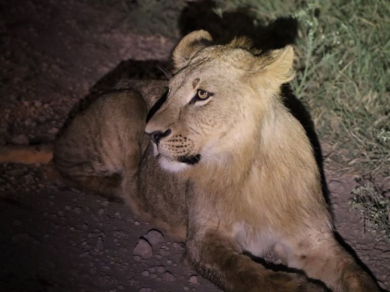 2. Lion - Night game drive at NNP