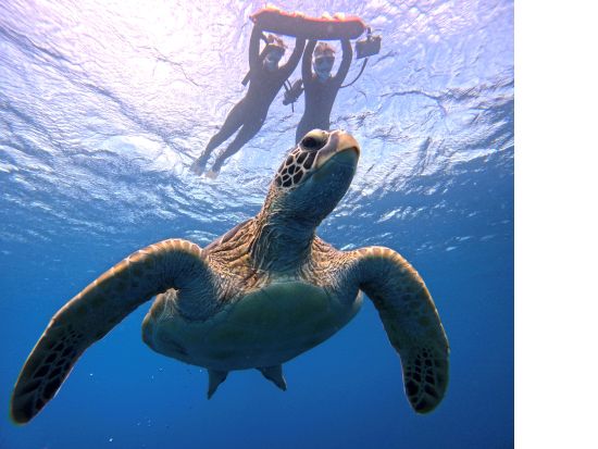 ウミガメシュノーケリング 高確率でウミガメと出会える！ウミガメ見れなきゃ全額返金！ビーチエントリーで船酔いの心配なし＜市街地ホテル送迎可／石垣島＞